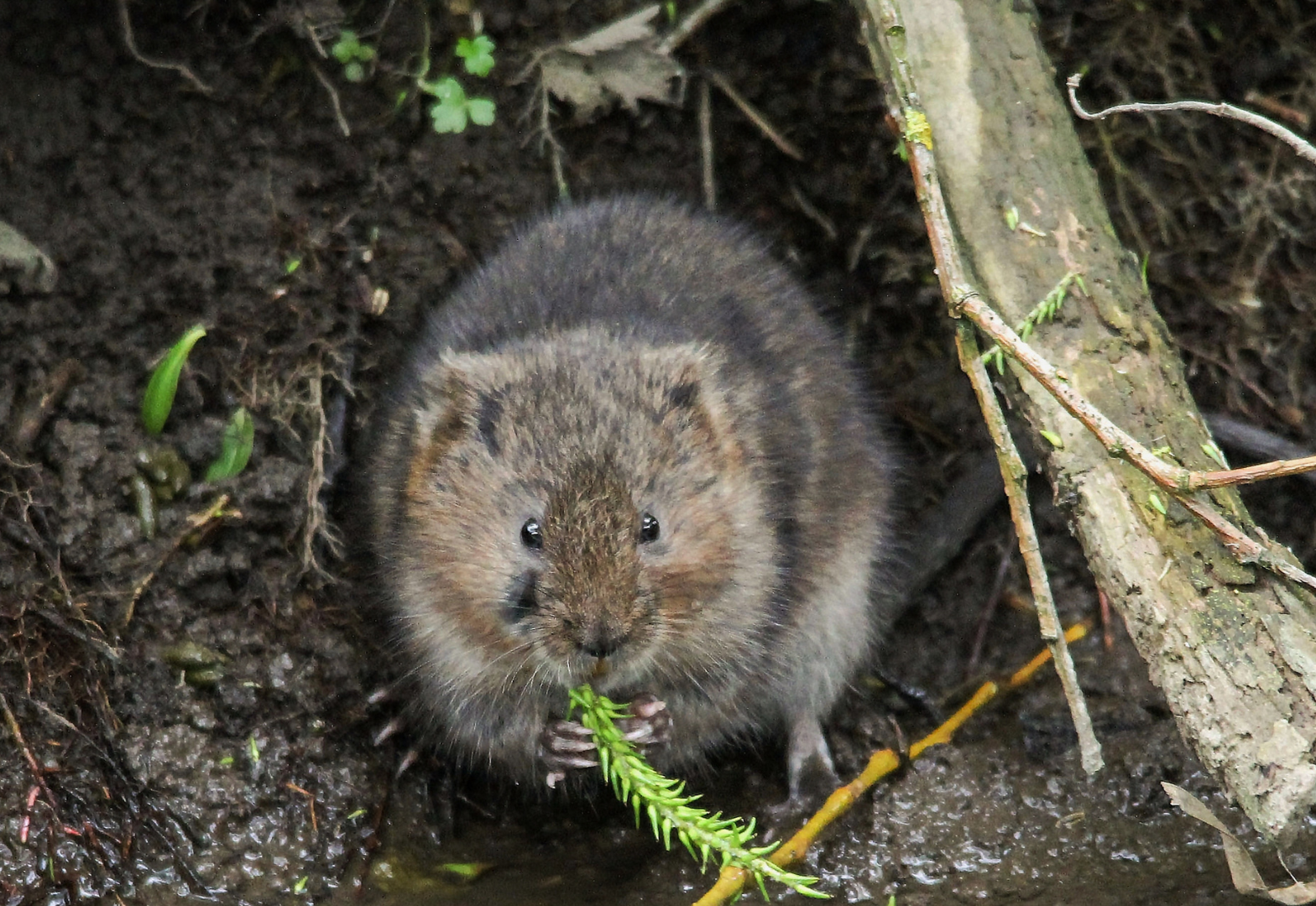 Protected Species Surveys