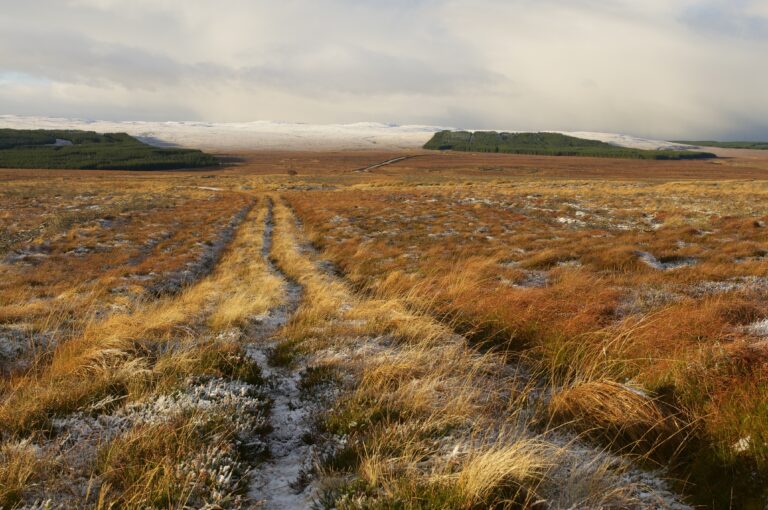 Soils & Peat