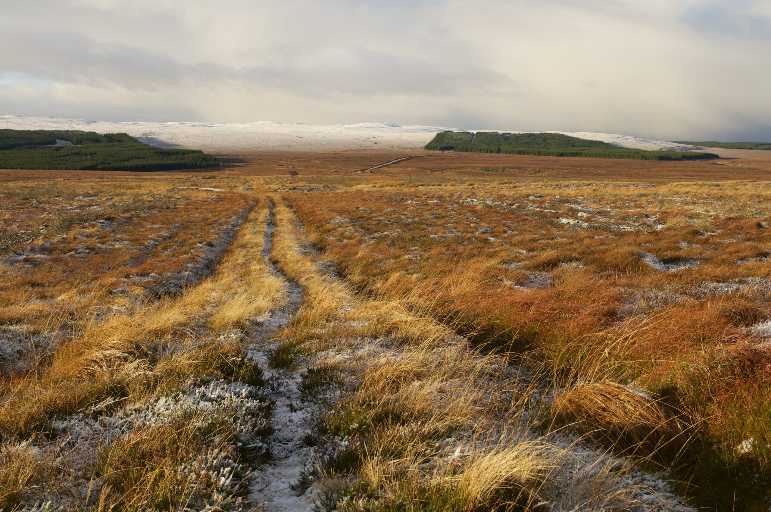 Soils & Peat