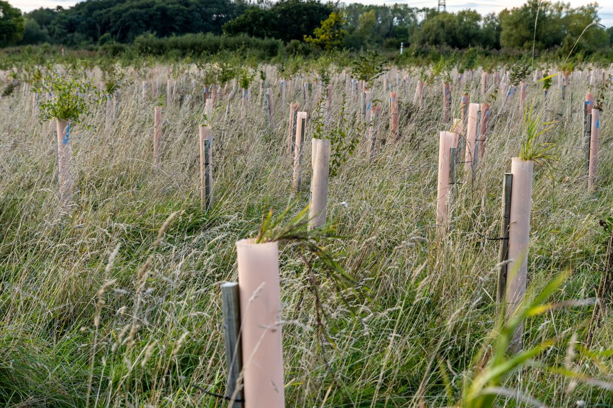 Land Restoration