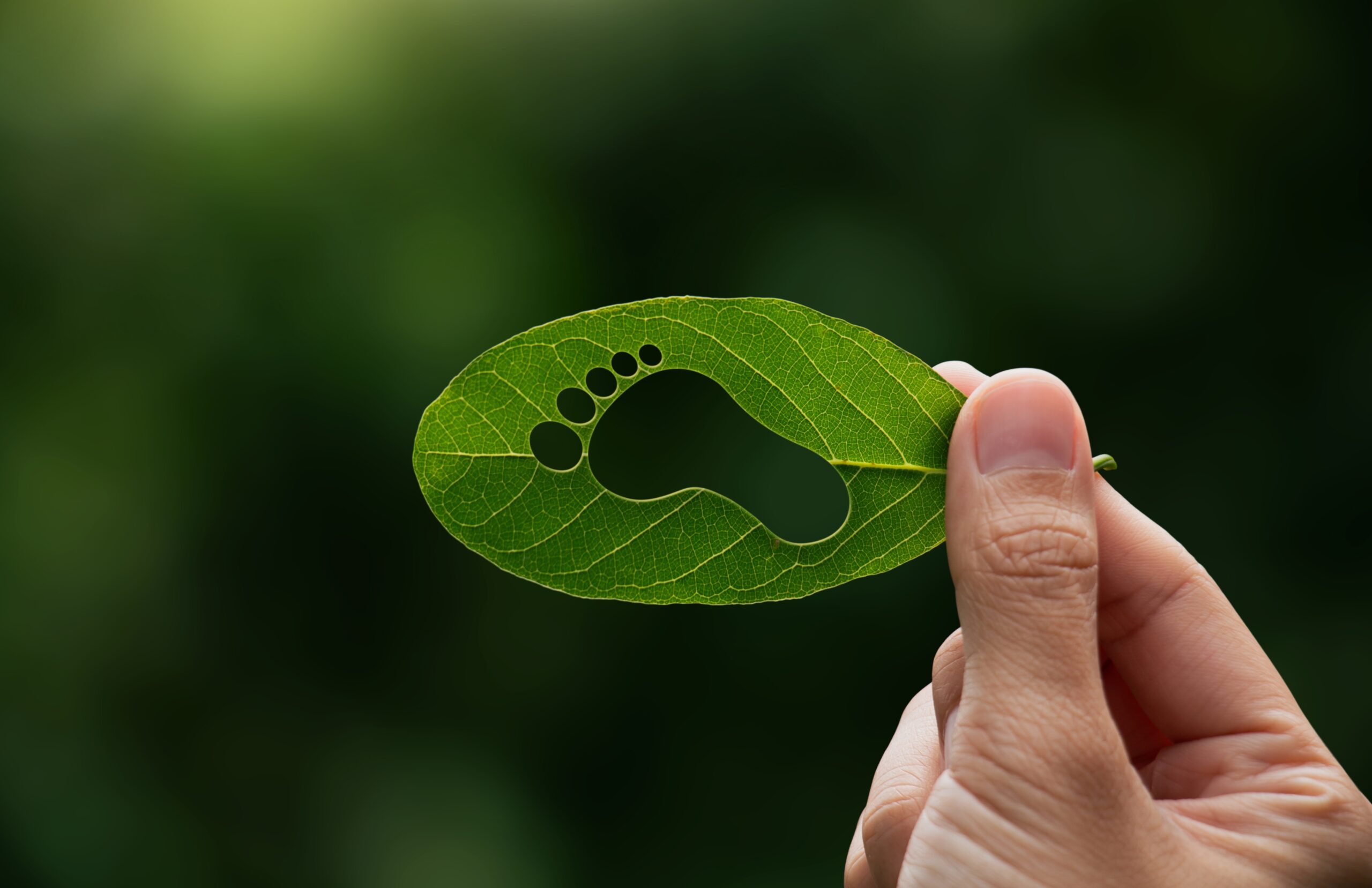 carbon consultants