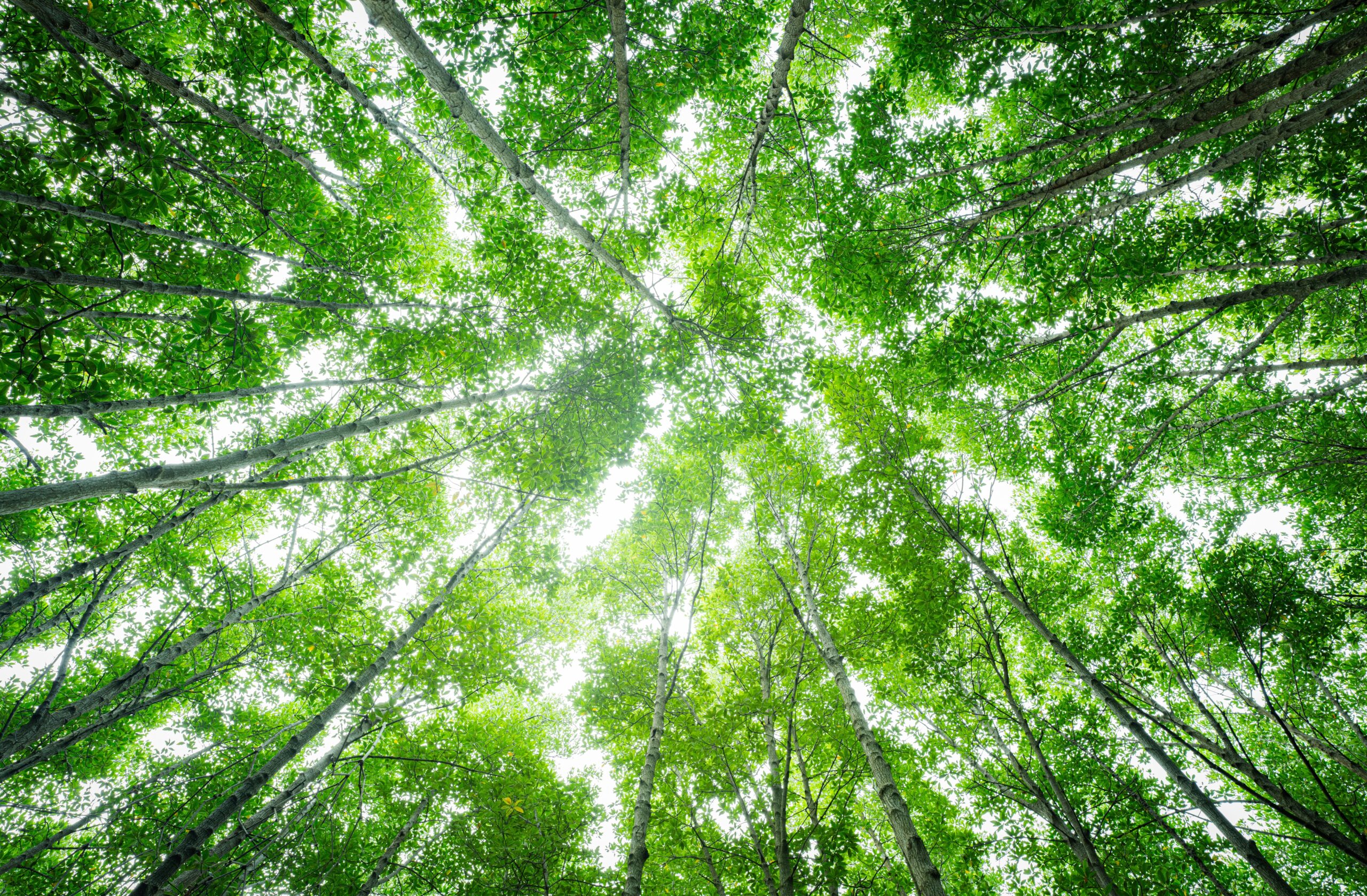Why Choose Arthian's Climate Transition Team?