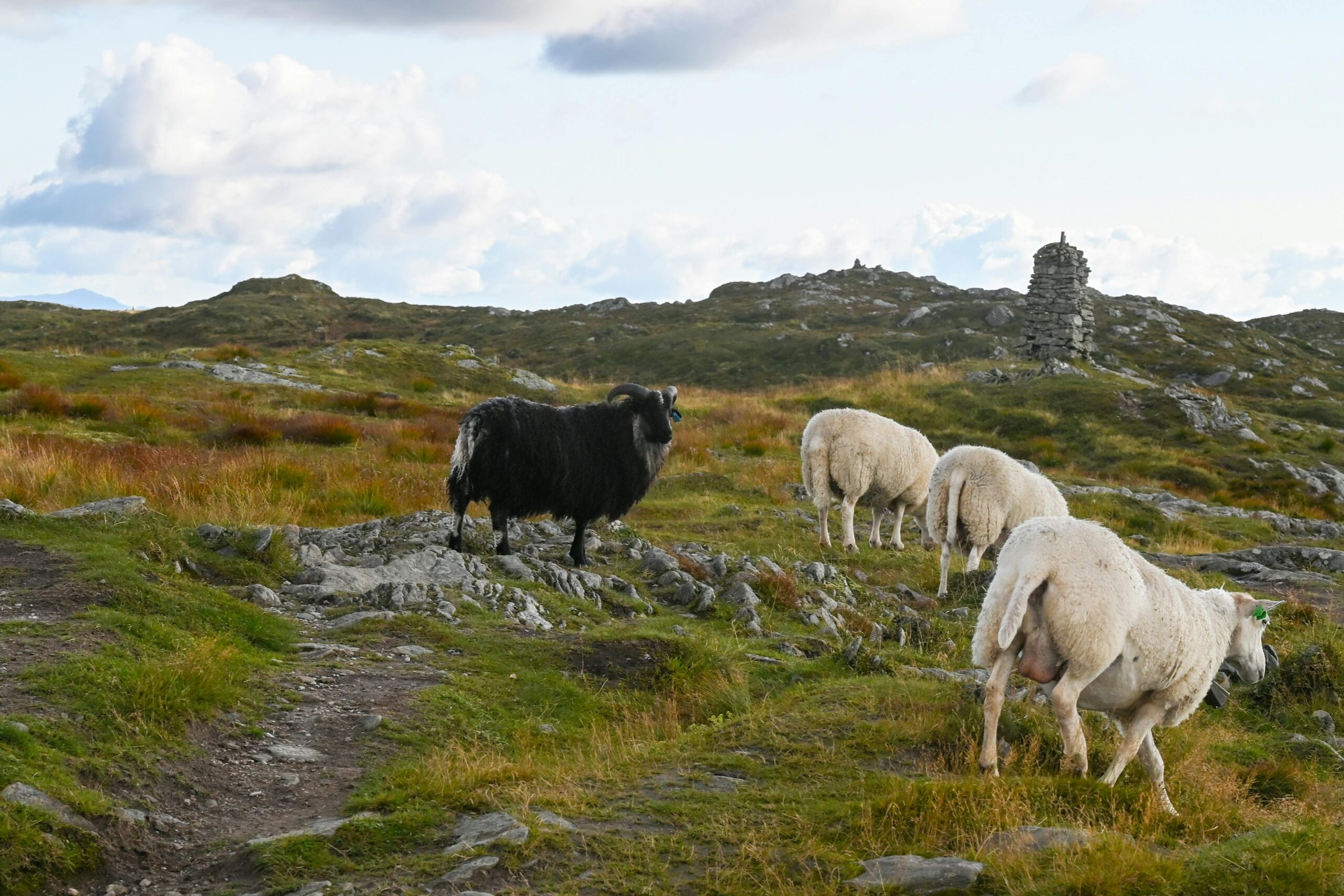 Ecology Consultants