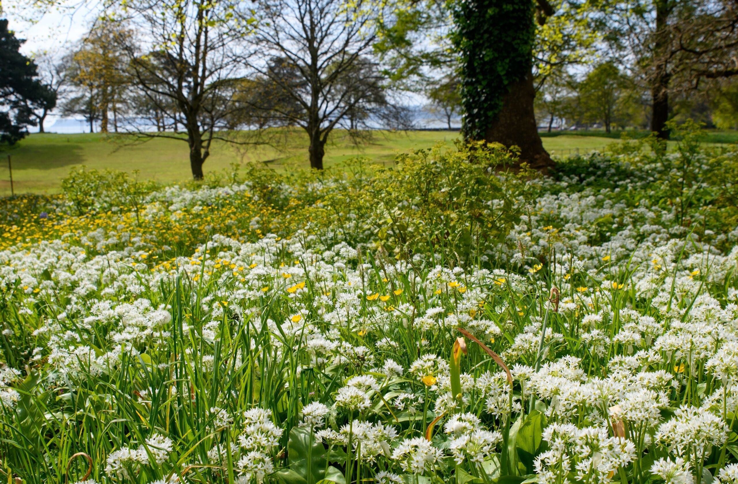 Landscape Management