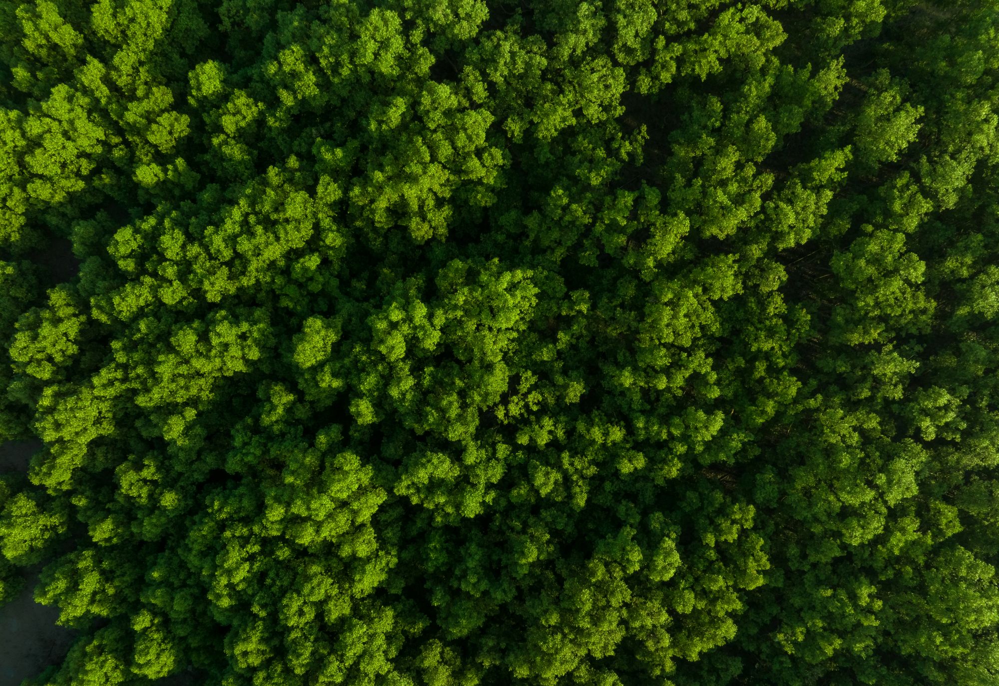 Carbon and Decarbonisation 5