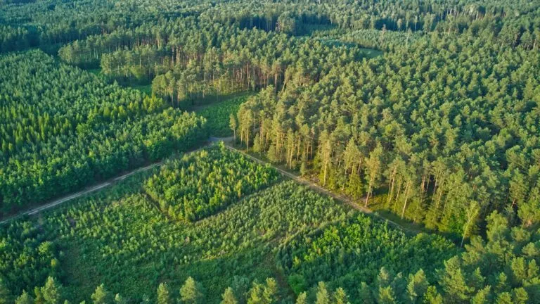 Arboriculture & Forestry Consultancy Services