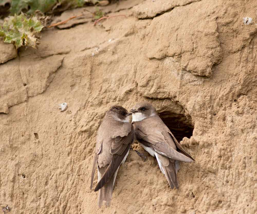 Nesting-Birds-ecology-survey