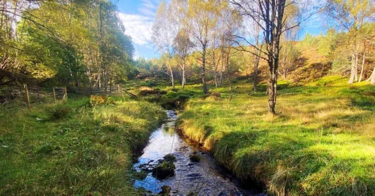 Ecology & Biodiversity