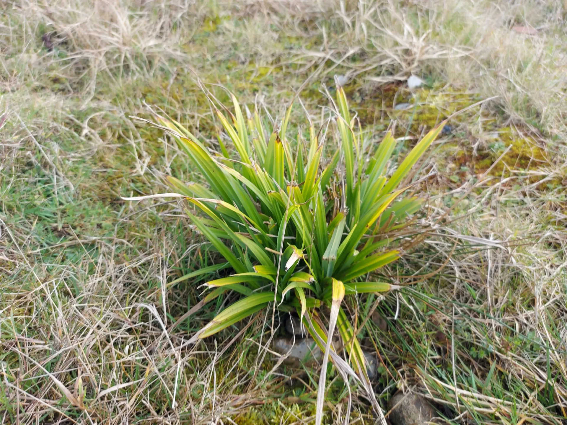 Carpenter's Solar Farm 6